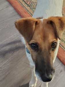 Jack Russell-Female 6 mths