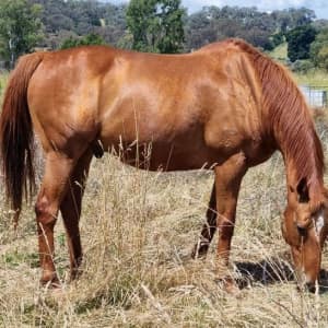 Chestnut Thoroughbred gelding and Tackle
