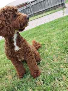 Female Cavoodle Available