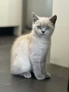 Rare Lilac British Shorthair Kitten 
