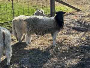 Dorper sheep ram 