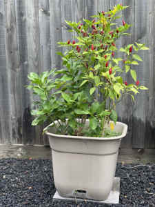 Lemon Tree and Multiple Chilli Plants in Self Watering Garden Pot