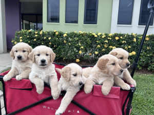 Golden Retriever Puppies - Ready to go