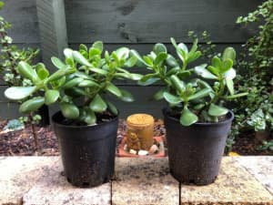money tree/jade plant