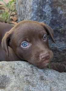 Pure Bred Kelpie Pups /All Sold