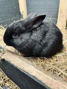 Family friendly mini Lop Baby bunnies for sale