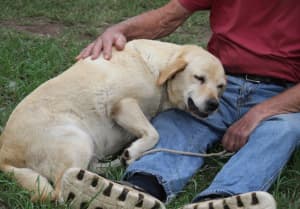 Gumtree labradors best sale for sale