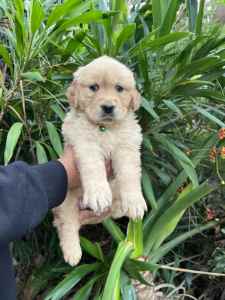 Purebred Golden Retriever puppies looking for forever home