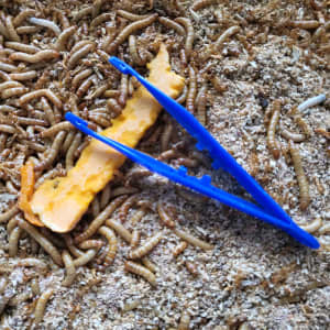 Mealworms tweezer feeding tools reptile feeder