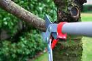 Plant And Tree Pruning Hedging Lawn Trimming Services