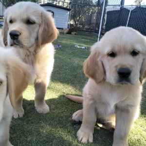 Golden Retrievers Purebred puppies 