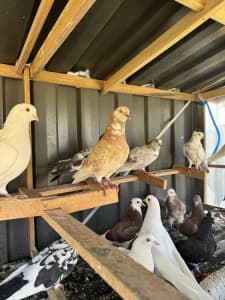 pigeon loft for sale