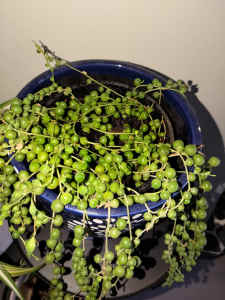 String of beads plant in 12 cm pot very healthy condition 