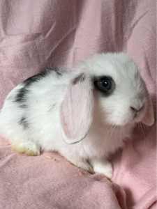 Mini lop EASTER babies can deliver 1 LEFT
