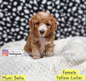 Adorable 7 Toy Cavoodle Puppies