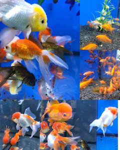 Goldfish For Pond & Aquariums Aquarium Fish Paradise Glynde