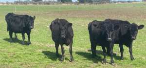 Angus cows running with Angus bull
