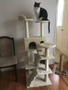 Cat scratch tower