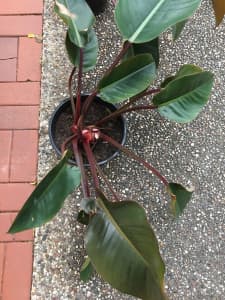 Philodendron Imperial Red, Large x 2. Reduced 