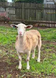 sheep female ewe