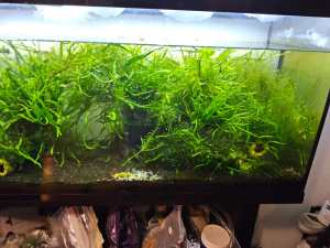 Needle leave java aquatic plant fish tank