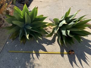 FREE Large Agave Plant