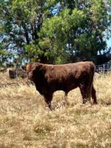 Highland x Galloway cattle