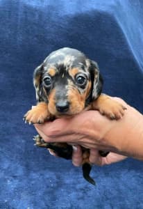 Beautiful Miniature female Dachshund Puppy