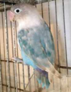 Female Handraised spoon fed tame baby dilute masked lovebird