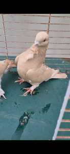 Middle eastern pigeons
