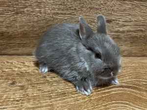 Netherland Dwarf Pure Breed Rabbit 🥬🥬🐰🐰🥕🥕 
