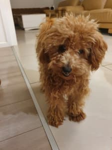 toy poodle female pure bred / dna clear.
