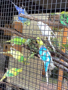 Budgies for sale $20 each