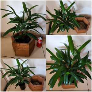 LADY PALM PLANT WITH WOODEN COVER POT