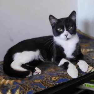 9766 : Smudge - CAT for ADOPTION - Vet Work Included