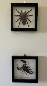 Bits & Bugs mounted Tarantula Spider and Scorpion shadow box frames
