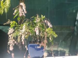 PIERIS - Christmas Cheer bonsai starter for sale
