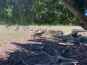 30 Dorper Sheep For Sale