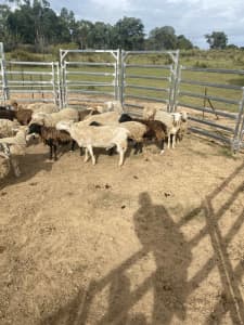 Dorper sheep for sale 