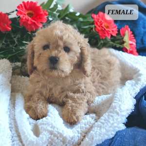 Teddy Bear Toy Cavoodle Puppies (1 month free pet insurance)