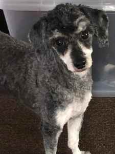 Lovely friendly female poodle
