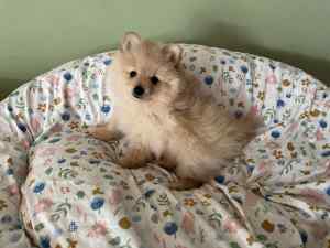 Pomeranian Puppies, Male - ONE NOW SOLD