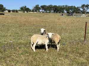 Australian White Ram 2 for sale $250 each