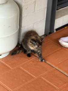 Fluffy kitten for sale cheap
