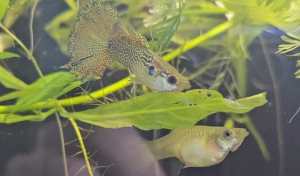 Guppies, gold lace snakeskin, blue grass breed
