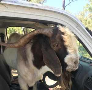Sydney Boer Goats 