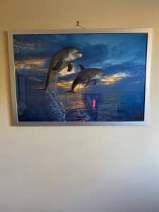 Dolphin Framed pictures $10 each