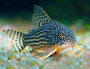 Sterbai Corydora catfish juveniles 