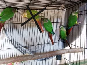 colony breeding green cheek conures