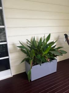 Large Indoor/Outdoor Plant with quality pot